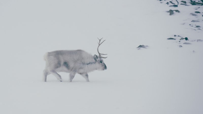 Spitsbergen, Svalbard