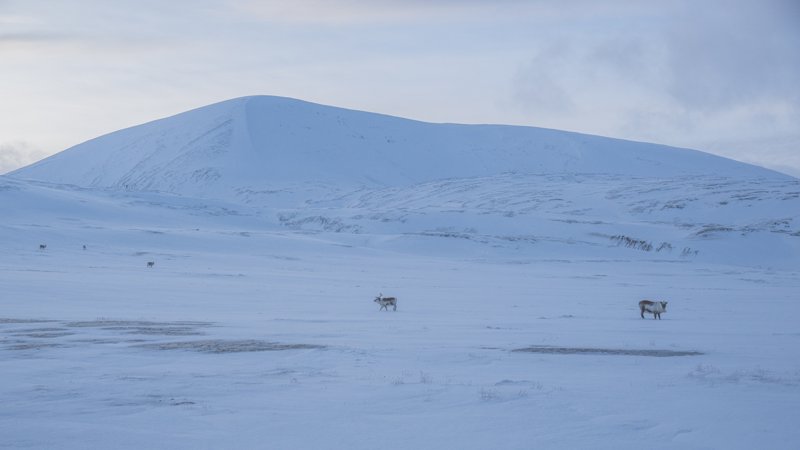 Spitsbergen, Svalbard