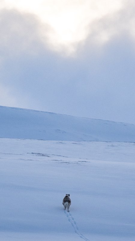 Spitsbergen, Svalbard