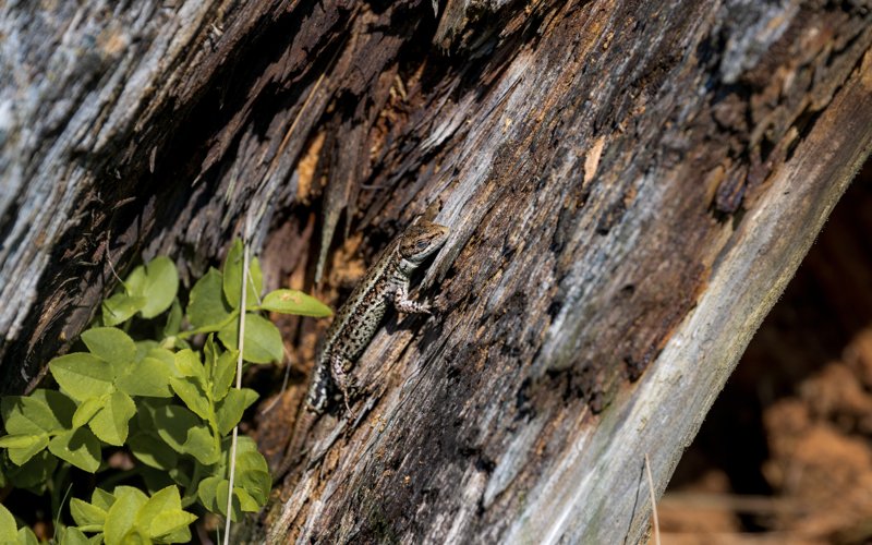 Stołowe Mountains, Poland