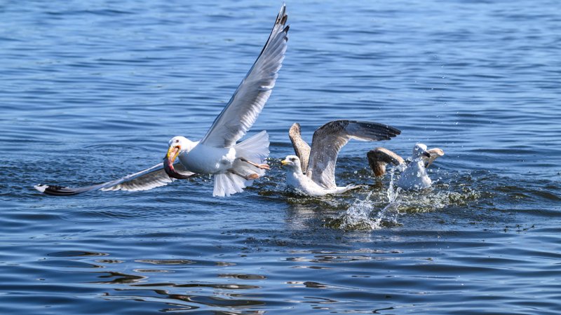 Szczecin Lagoon, Poland