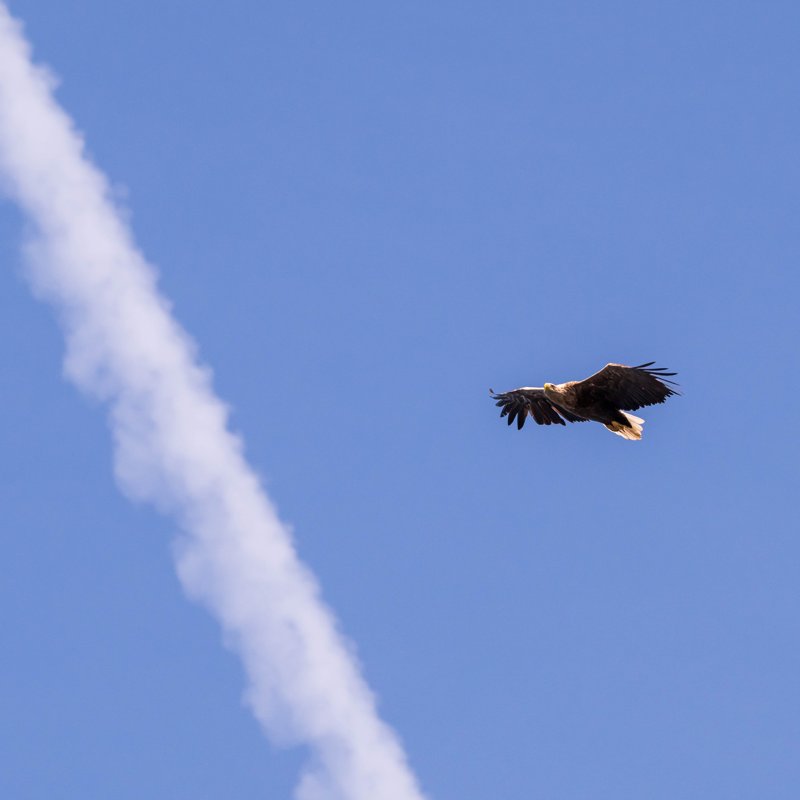 Szczecin Lagoon, Poland