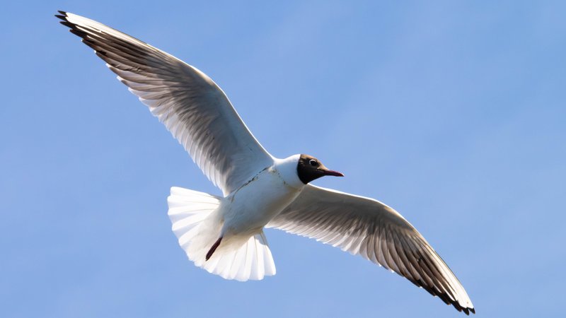 Szczecin Lagoon, Poland