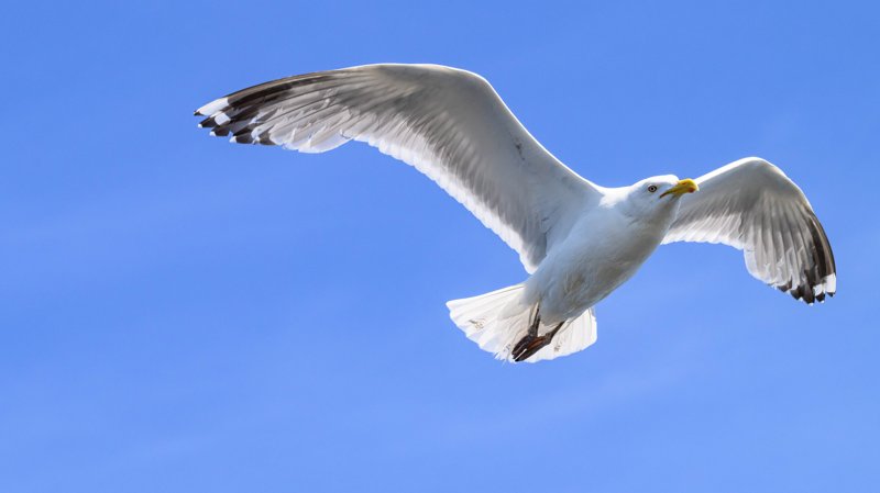 Szczecin Lagoon, Poland