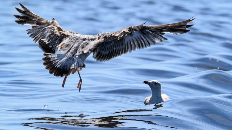 Szczecin Lagoon, Poland