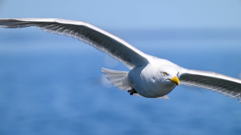 Szczecin Lagoon, Poland