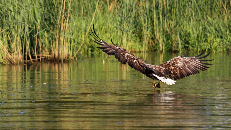 Szczecin Lagoon, Poland