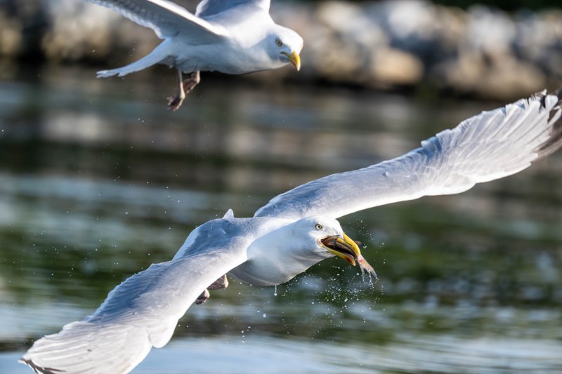 Szczecin Lagoon, Poland