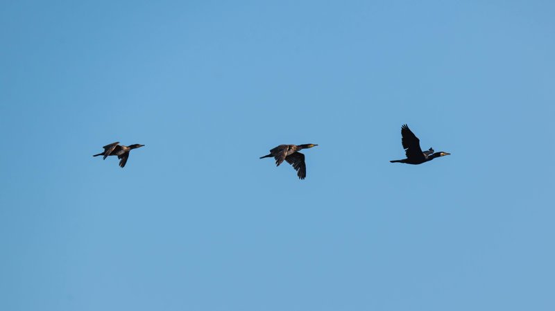 Szczecin Lagoon, Poland