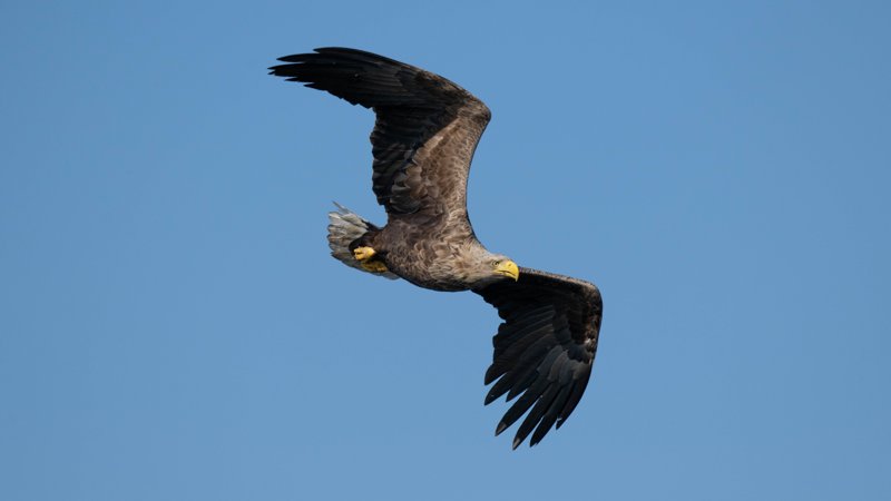 Szczecin Lagoon, Poland