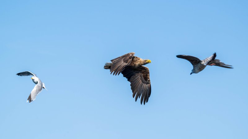 Szczecin Lagoon, Poland