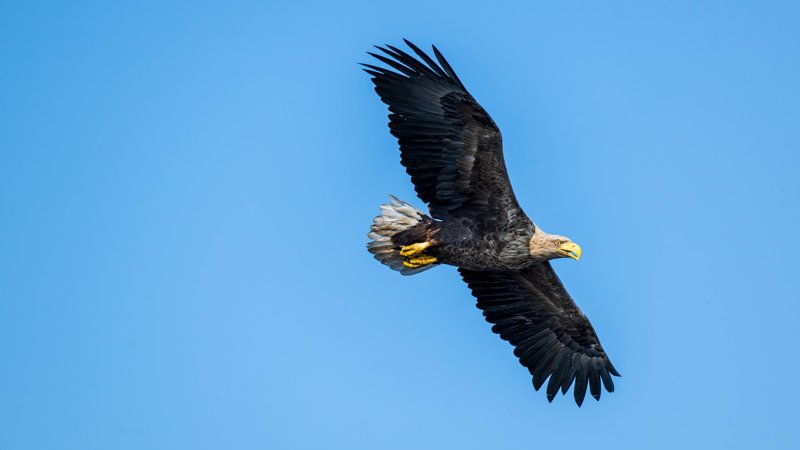 Szczecin Lagoon, Poland