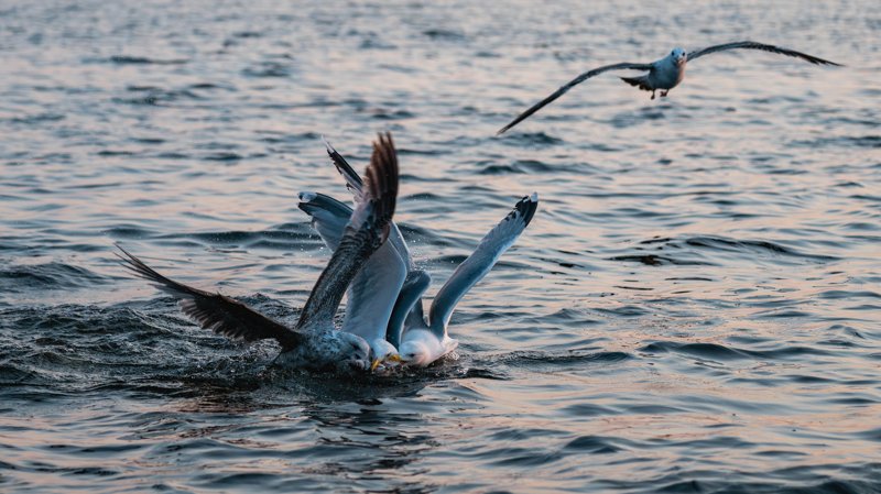 Szczecin Lagoon, Poland