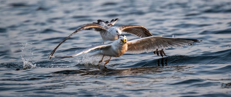 Szczecin Lagoon, Poland
