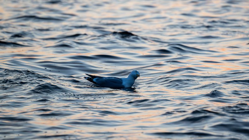 Szczecin Lagoon, Poland