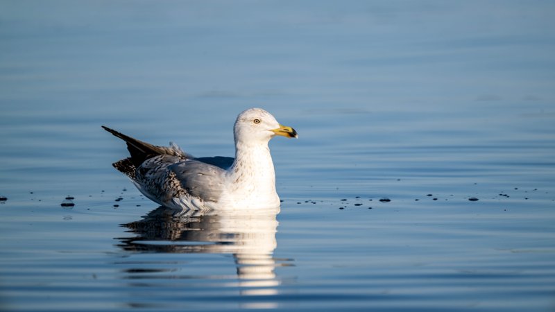 Szczecin Lagoon, Poland