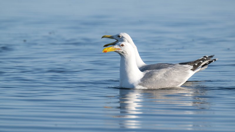 Szczecin Lagoon, Poland
