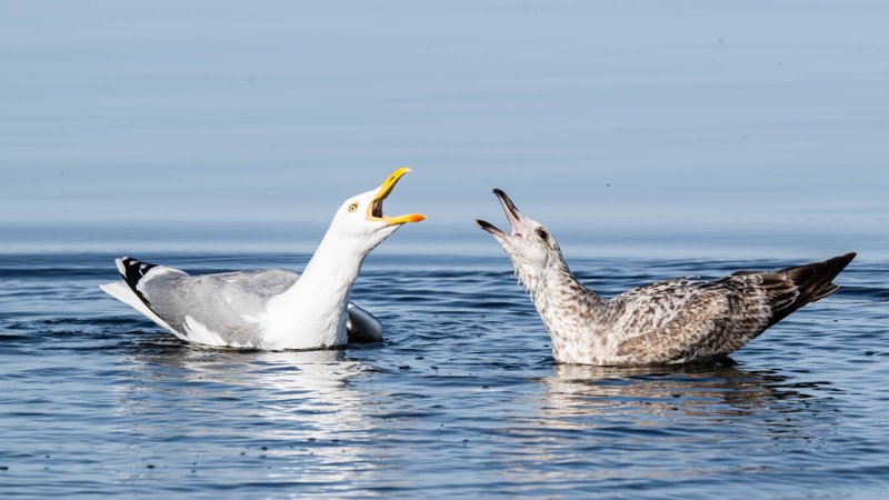 Szczecin Lagoon, Poland