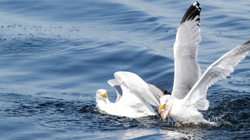 Szczecin Lagoon, Poland