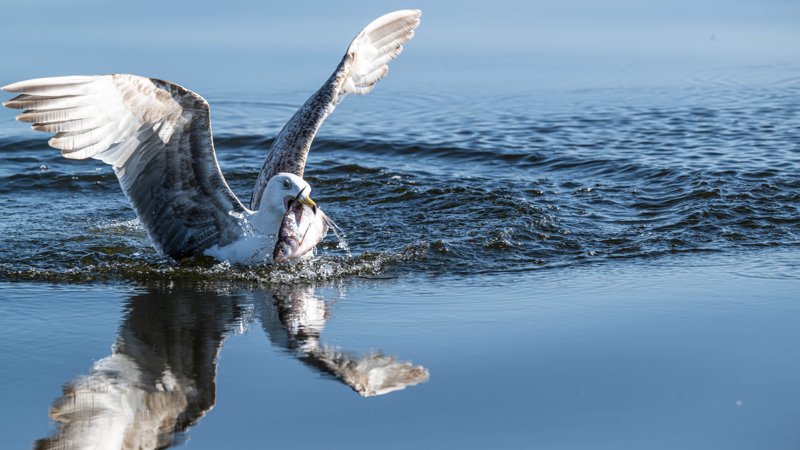 Szczecin Lagoon, Poland