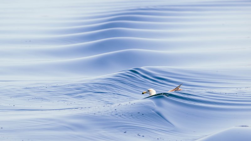 Szczecin Lagoon, Poland