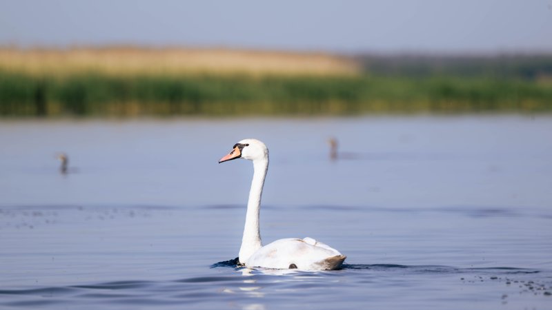 Szczecin Lagoon, Poland