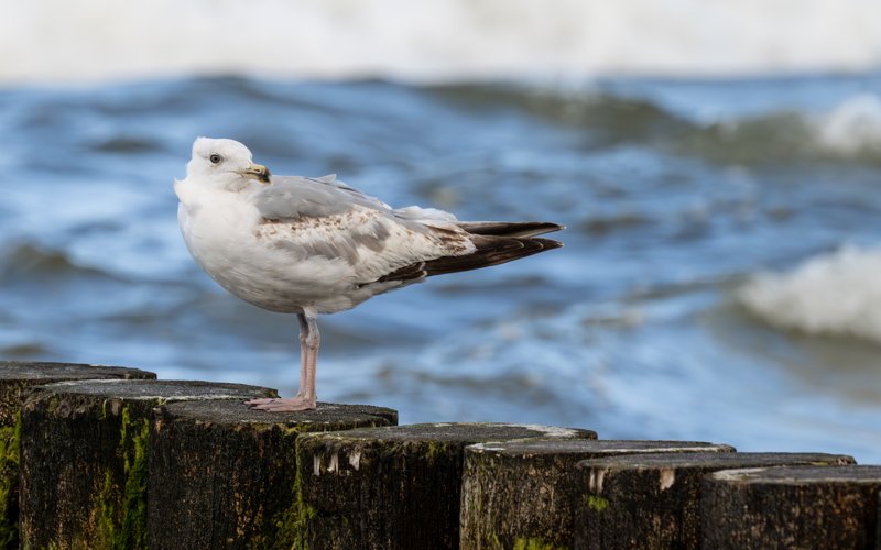 Ustronie Morskie, Poland