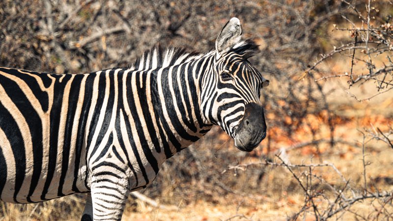 Mashatu Game Reserve, Botswana