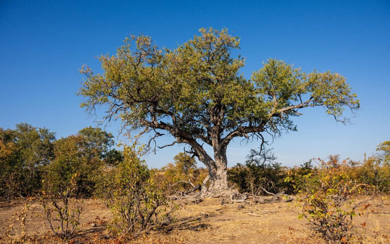 Mashatu Game Reserve, Botswana