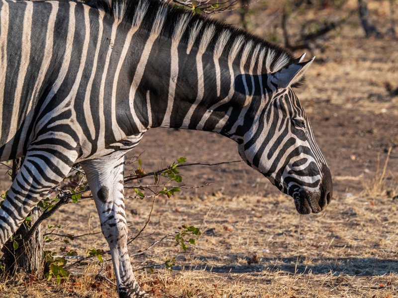 Mashatu Game Reserve, Botswana