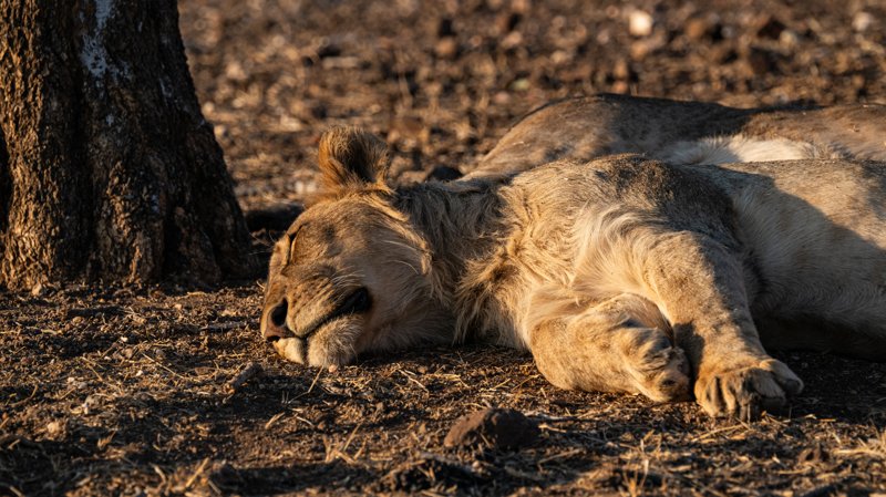 Mashatu Game Reserve, Botswana