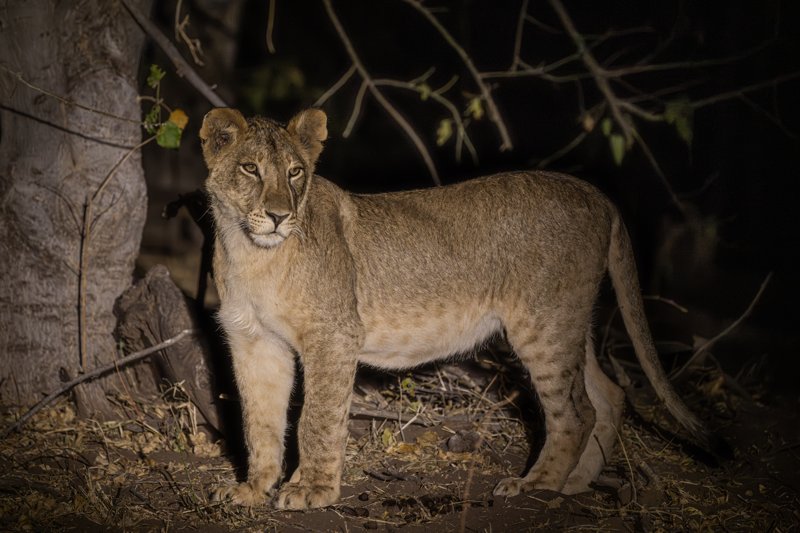 Mashatu Game Reserve, Botswana