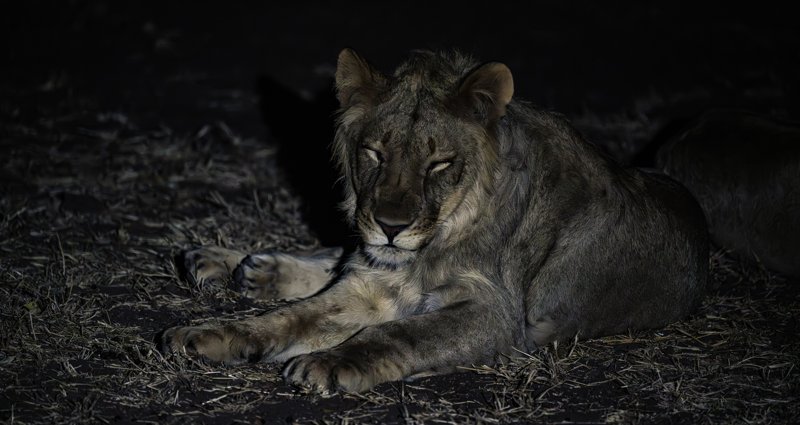 Mashatu Game Reserve, Botswana