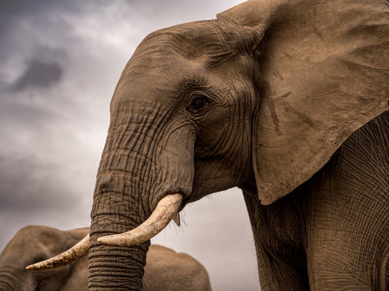 Mashatu Game Reserve, Botswana