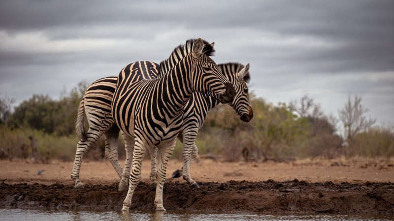 Mashatu Game Reserve, Botswana
