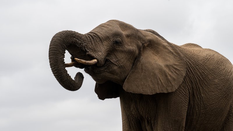 Mashatu Game Reserve, Botswana