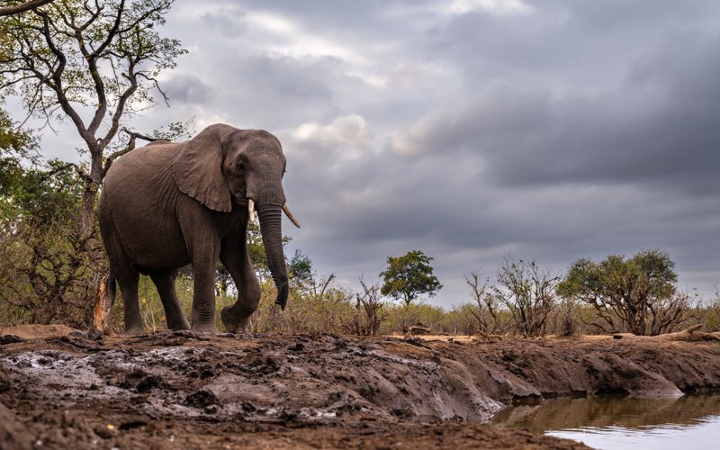 Mashatu Game Reserve, Botswana