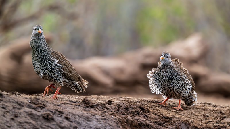 Mashatu Game Reserve, Botswana