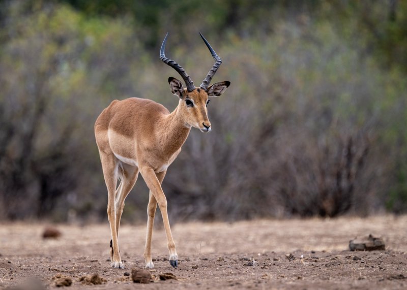 Mashatu Game Reserve, Botswana