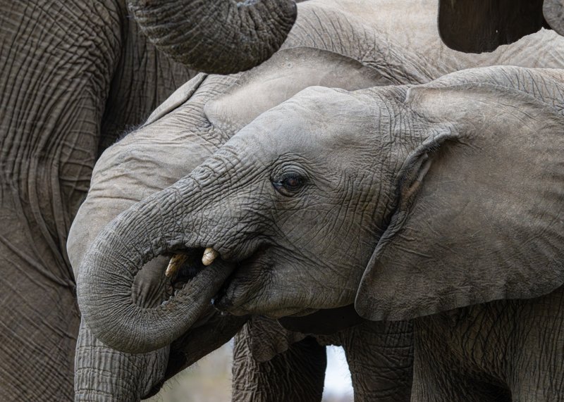 Mashatu Game Reserve, Botswana
