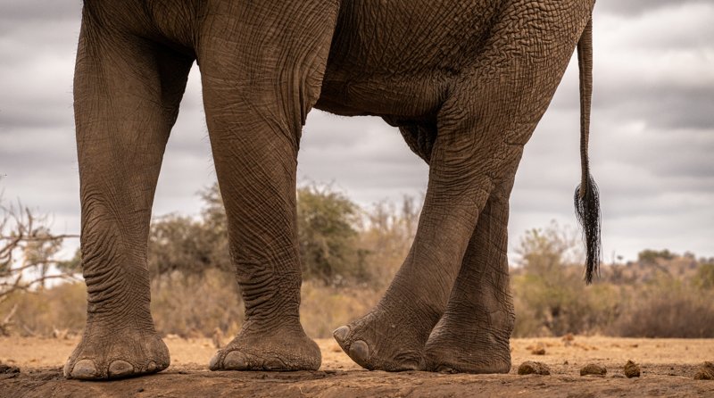 Mashatu Game Reserve, Botswana