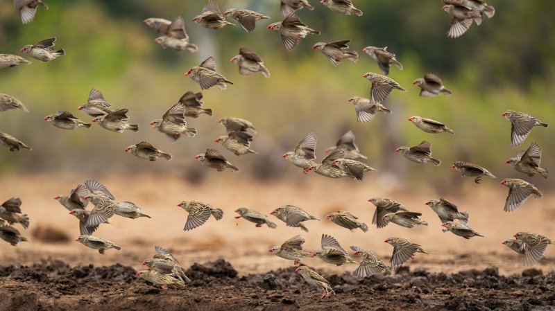 Mashatu Game Reserve, Botswana