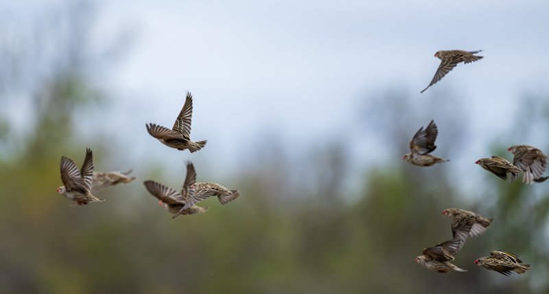 Mashatu Game Reserve, Botswana