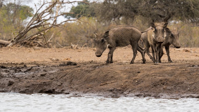 Mashatu Game Reserve, Botswana