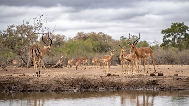 Mashatu Game Reserve, Botswana
