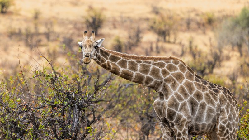 Mashatu Game Reserve, Botswana