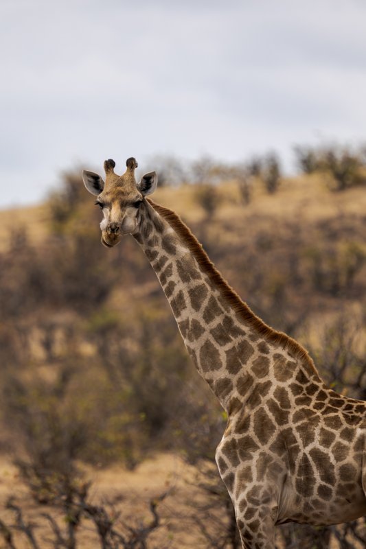 Mashatu Game Reserve, Botswana