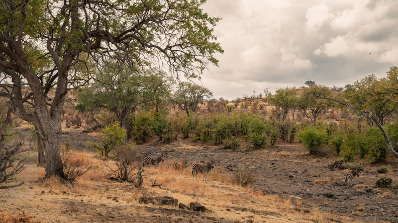 Mashatu Game Reserve, Botswana