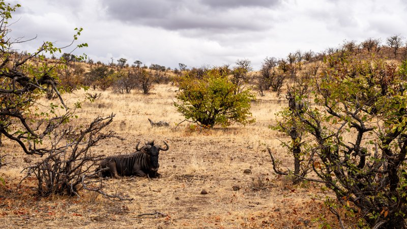 Mashatu Game Reserve, Botswana