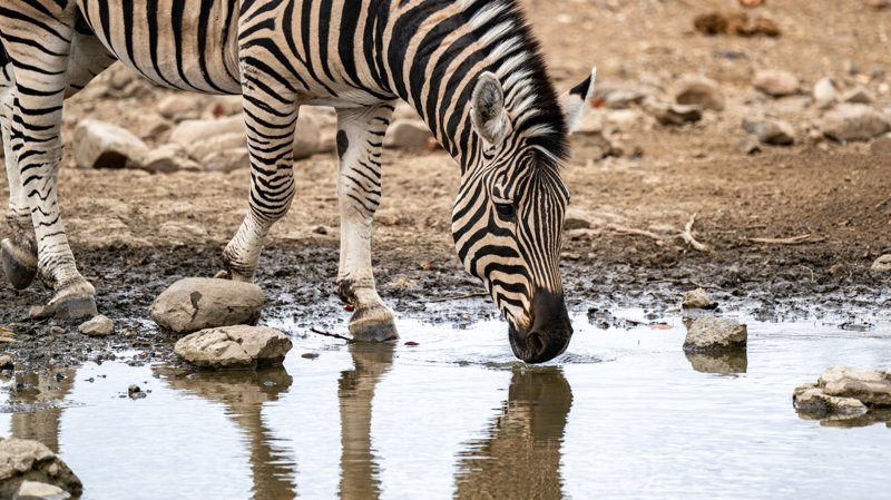 Mashatu Game Reserve, Botswana